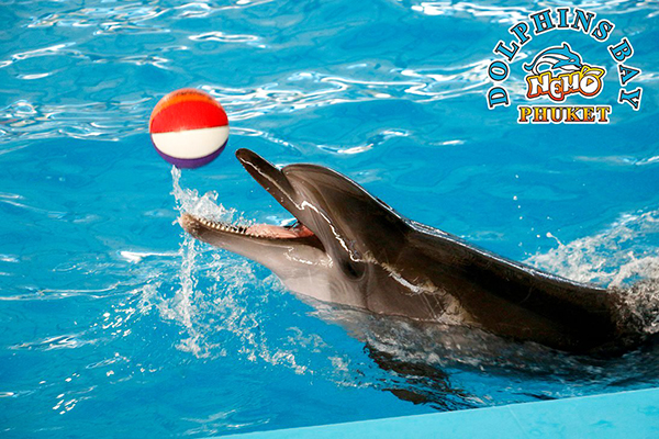 Dolphins Bay Phuket (2)